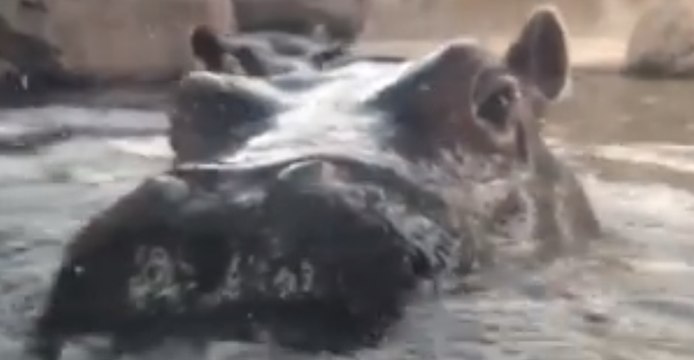 Baby Hippo Fiona Says 'Hello' Before Maybe Saying Goodbye for the Season