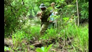 아마존 열대 우림에서 발견 세계 최대의 파이썬 뱀 거대한 아나콘다 긴 파이썬 공격 암소