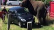Wild animals attacks on cars, Zoo animals attack people in cars compilation New