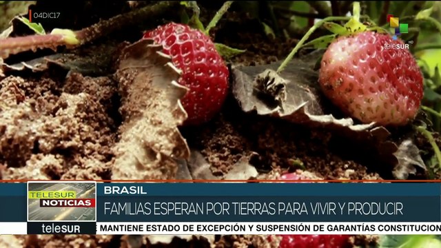 Brasil: MST produce alimentos saludables sin agrotóxicos