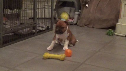 36ème Vidéo DRAGONNE n°2  de STAFFORDLAND