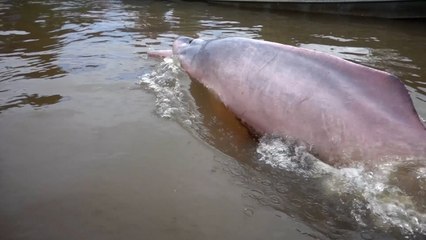 First ever tagging of Amazon dolphins to boost conservation