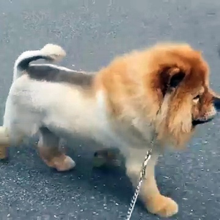 Funny dog or lion whatsapp most viral video 2017