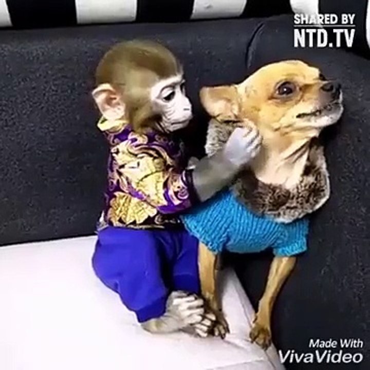 Whatsapp  funny status monkey vs dog