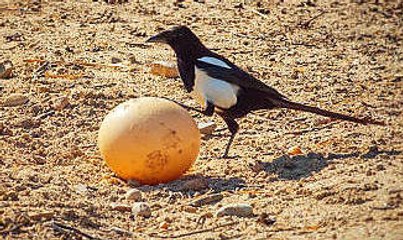 [TGLC] Những điều bạn còn chưa biết về loài chim ác là