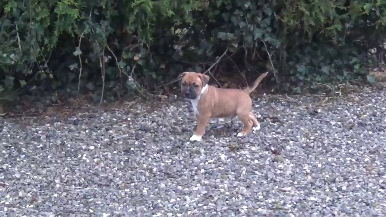 42ème Vidéo NOURS  de STAFFORDLAND