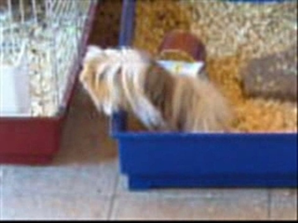 vidéo sur mes chons d'amour