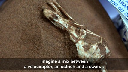 New 'land and sea' velociraptor-like dinosaur discovered