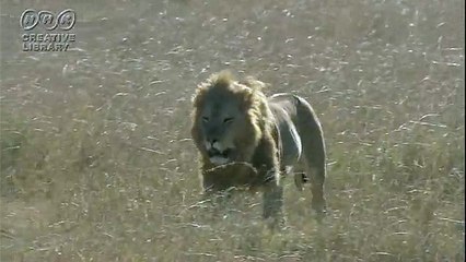 ライオン　坂本勝直