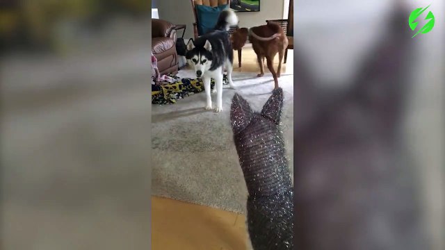 Ce husky déteste ce faux chien en peluche...