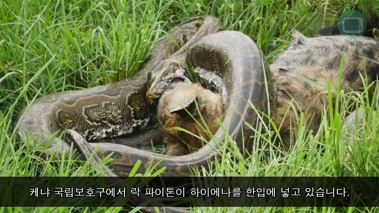 아프리카 서열 1위가 코끼리도 사자도 아닌 락 파이톤이라고? 반박영상
