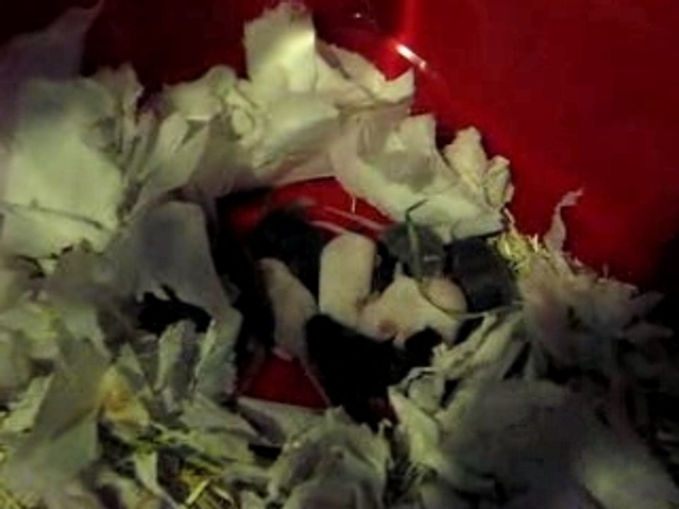 Bébés souris videos janvier 2007