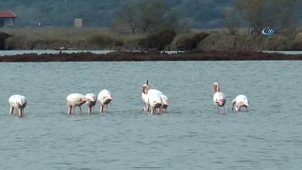 Flamingolar Bodrum'a Akın Etti
