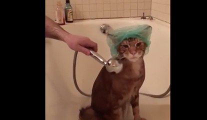 Définitivement ce chat DETESTE prendre son BAIN !