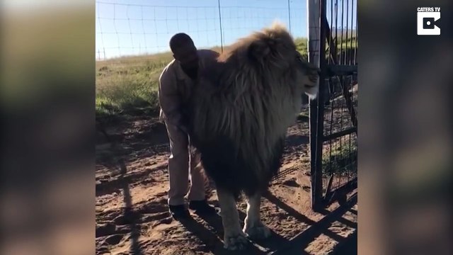 Un lion qui aime les massages