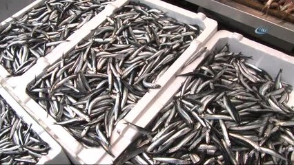 Hamsinin Fiyatı 4 Günde 3 Kat Arttı