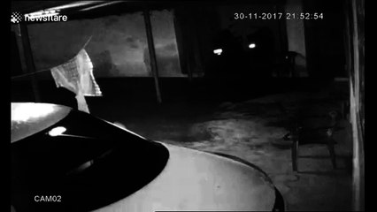 Family terrified after mother elephant, calf come home for dinner