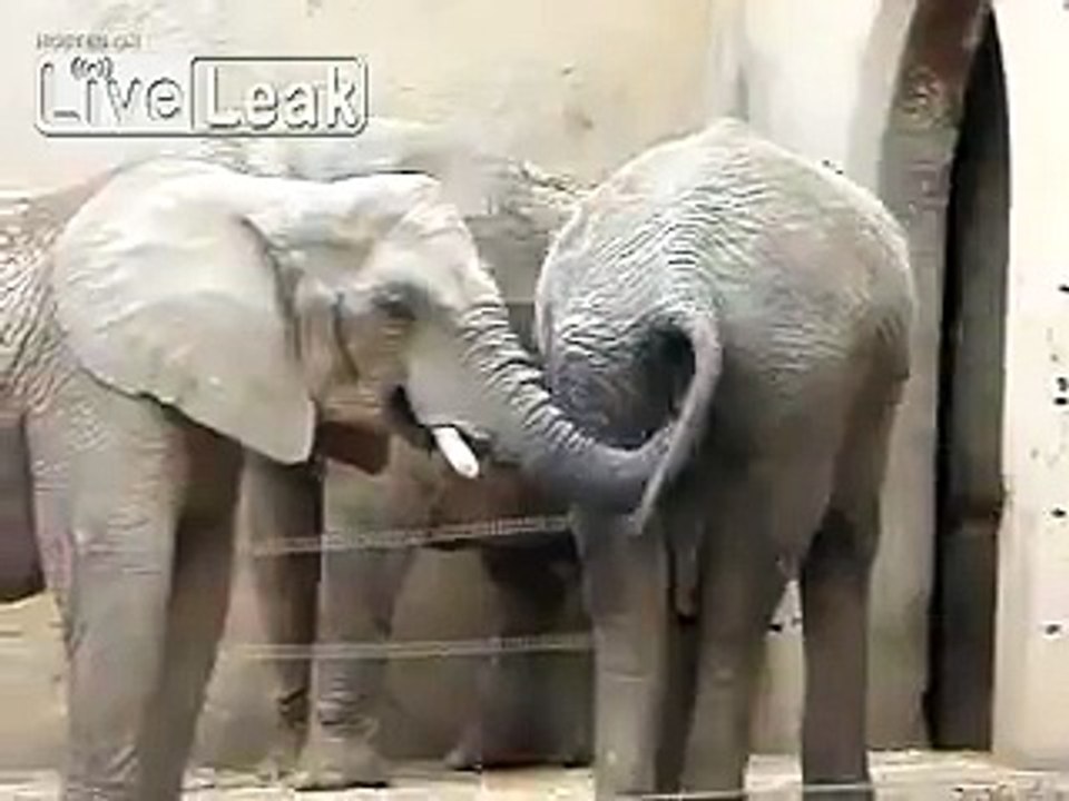 2 Elephants 1 Trunk