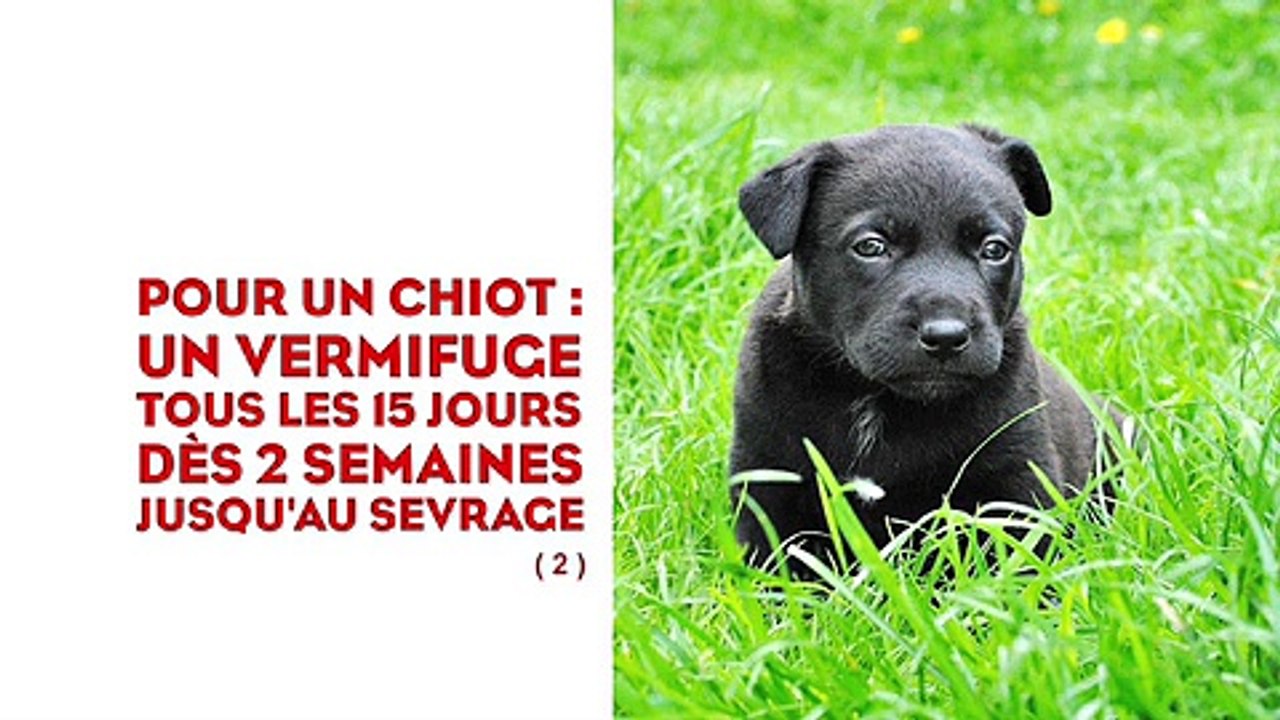 Mon chat, mon chien et moi! Le mag santé des animaux de compagnie