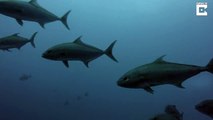 Fin-tastic footage captures epic diver selfie in the middle of a fish tornado with 200 strong school