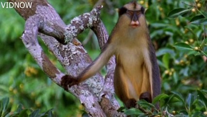 United Nations Of Monkeys