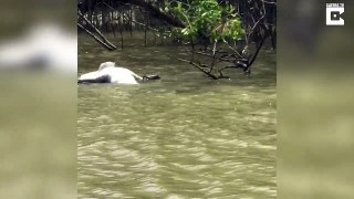 Croc-eat-croc world! Crocodile cannibalism caught on camera in notorious Australian river