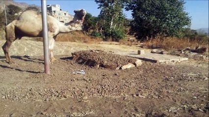 د یوه اوښ مینه له خپل څښتن سره چی له د څښتن له مرګه څلویښت ورځی دهغه پر قبر پروت ؤ