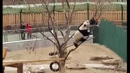 Cute panda Pu Pu falls out of tree