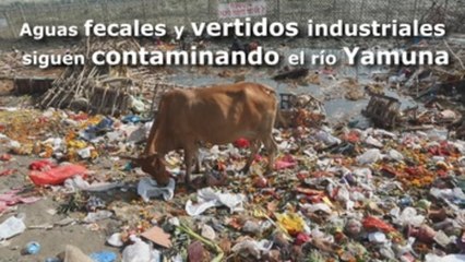 Aguas fecales y vertidos industriales siguen contaminando el río Yamuna