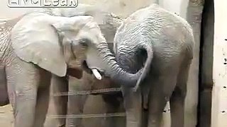 2 Elephants 1 Trunk