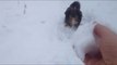 Cute Puppy Tries to Catch Snowballs