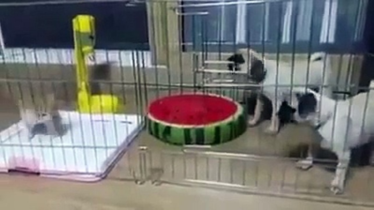2 Pets vs 1 Litle Cat, FUNNY VIDEO 2016  - HD