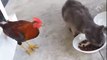 Amazing Funny Video of Hen And Cat funny Movemt Wh hd,funny cats, funny cats compilation, funny
