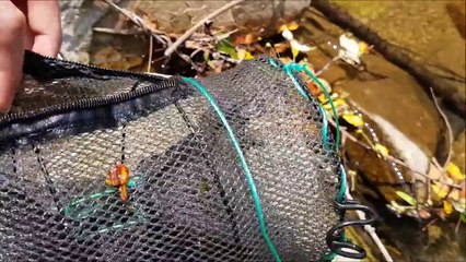 [실시간상황] 다이소 통발 + 생삼겹살의 위력!! 대박이야!