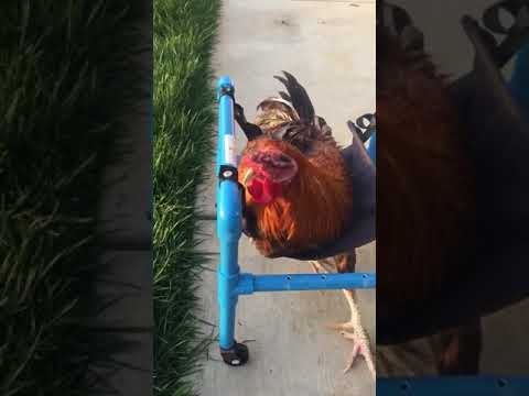 Roo the Rooster Given Wheelchair to Aid Rehabilitation