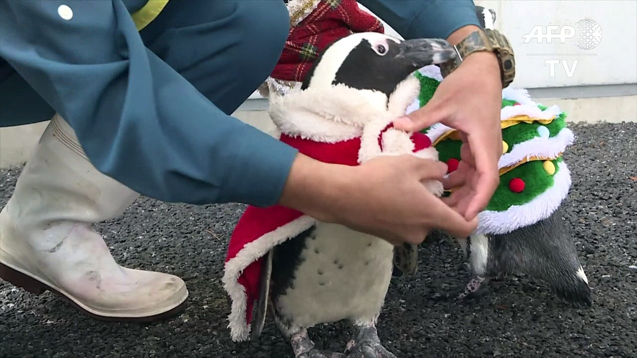 Christmas penguins parade around Japanese amusement park