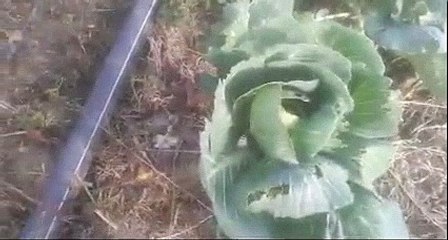 Lahana Faydalari Lahana Yararlari Nelerdir