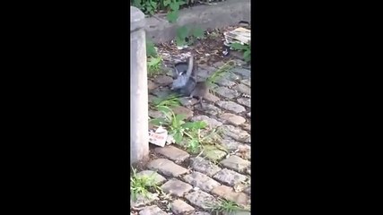 Porumbel vs Sobolan-Vezi cine a castigat 2017 HD