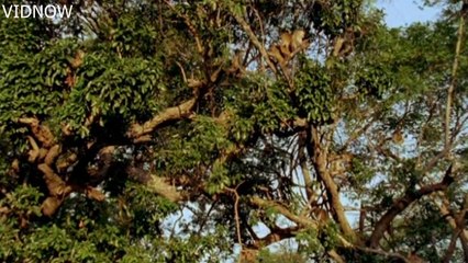 monkey eating monitor lizard