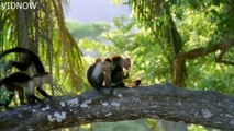 monkeys use medicinal Plants