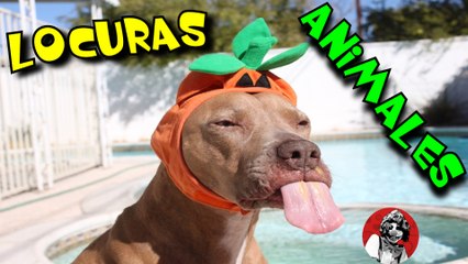 LOS ANIMALES MAS LOCOS DEL PLANETA OSCAR JACK