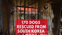 170 dogs saved from South Korea meat farm