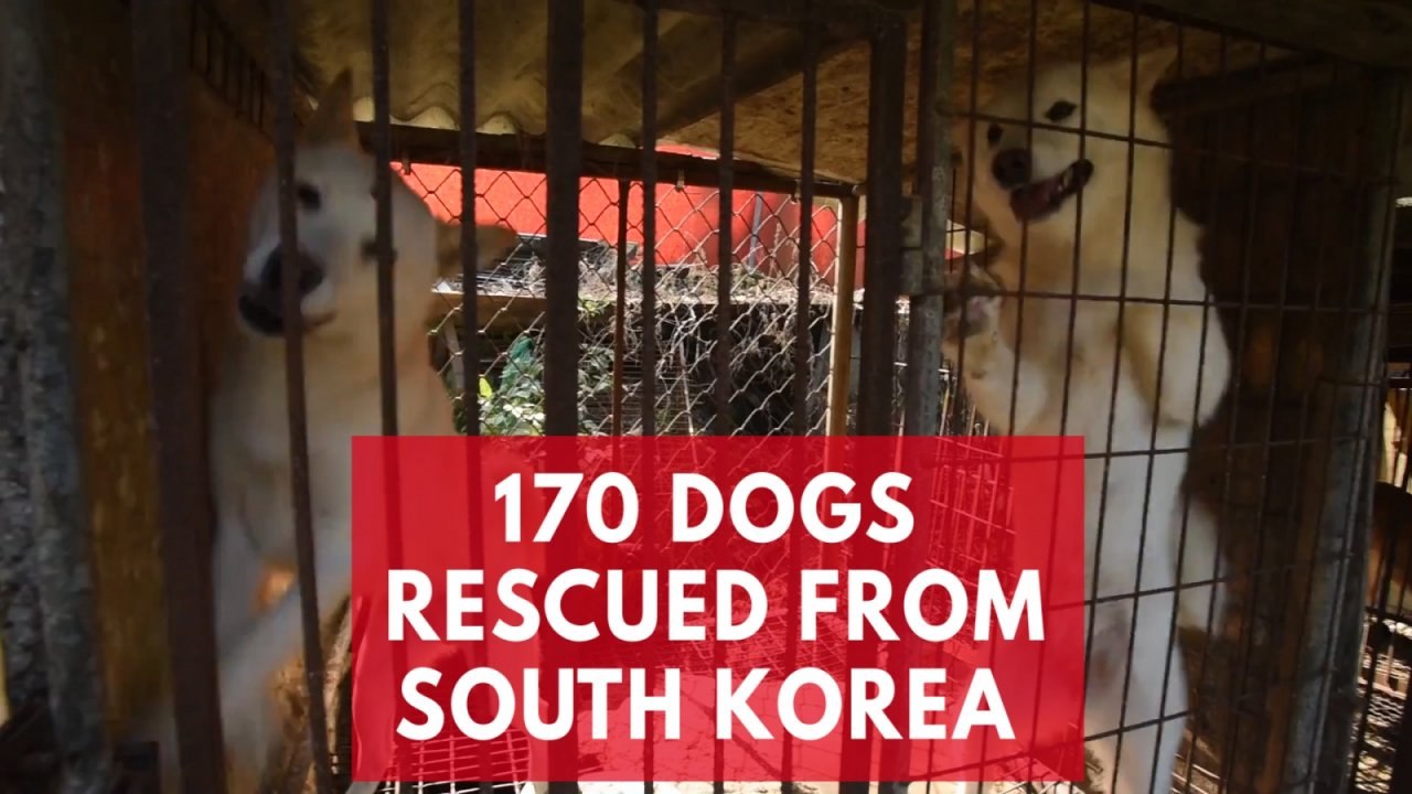 170 dogs saved from South Korea meat farm