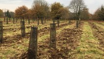 1140 arbres plantés pour améliorer la qualité de l'air et de l'eau