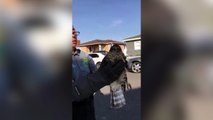 Hawk Pulled From Grill Of Car Now Recovering