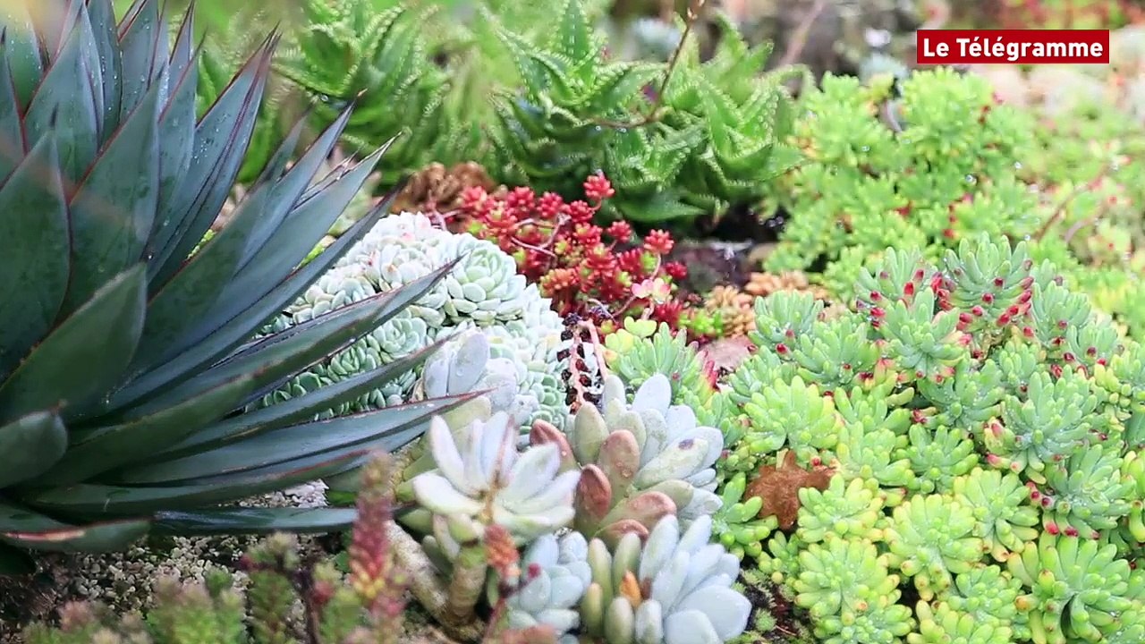 Brélès (29). Il rêve plus grand pour son jardin