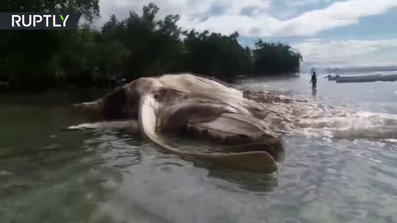 Cthulhu, is that you ? Mysterious monster carcass causes utter confusion in Indonesia