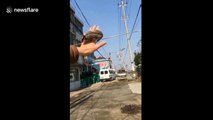 Flying gliding possum leaps onto owner's hand