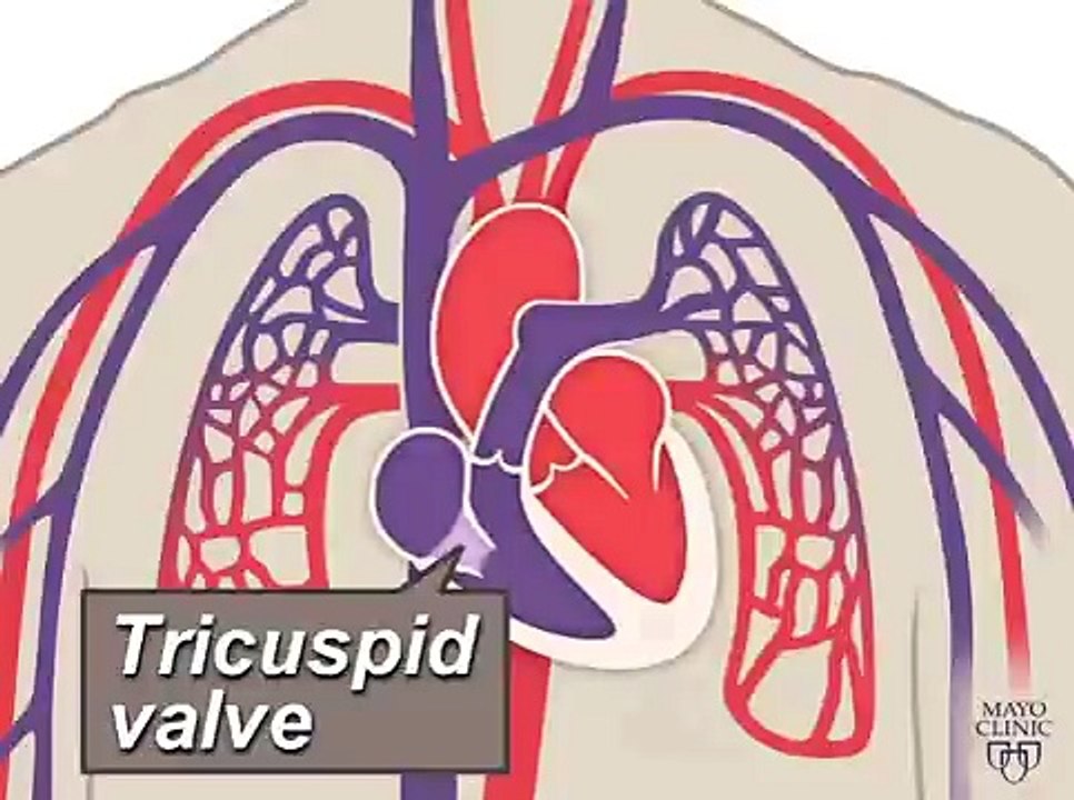 The Heart and Circulatory System - How They Work
