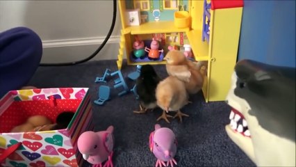 Bad Baby Toy Freaks Victoria - Bad Baby Toy Freaks Pet Shark Attacks Baby Chicks Annabelle & Victor